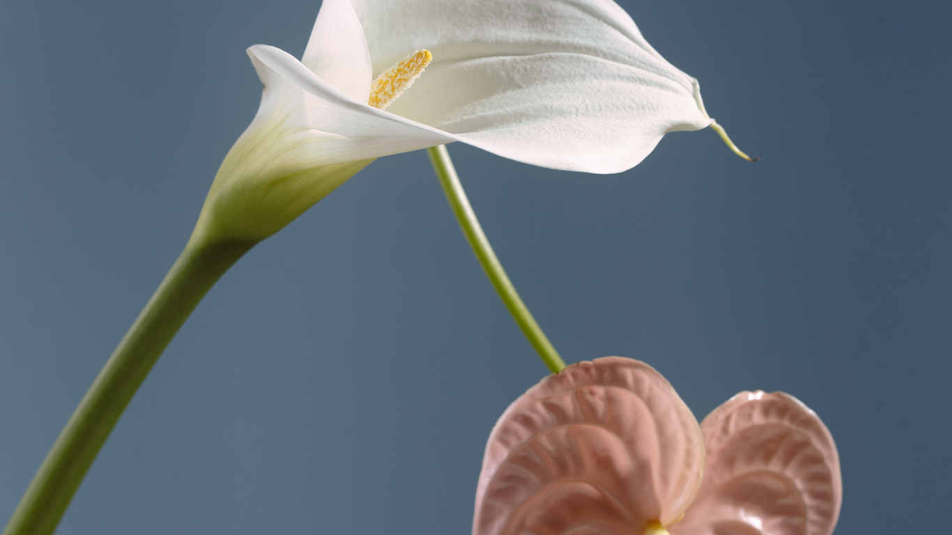 White petal with blue background