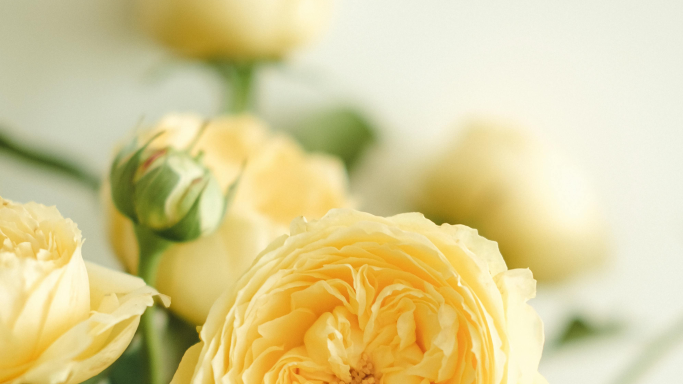 Close up yellow flower in blurry background