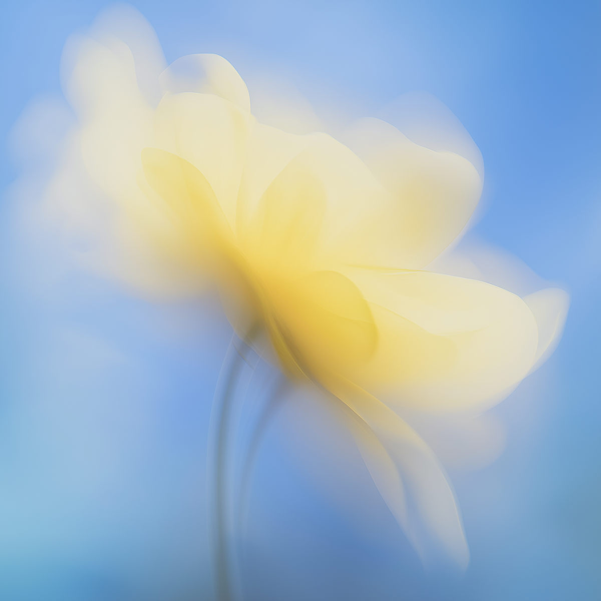 Yellow flower with blue background